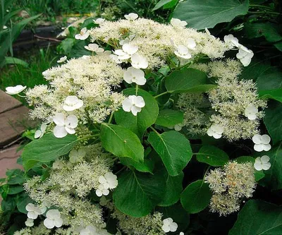 Гортензия черешковая вьющаяся (Hydrangea anomala petiolaris) - Зеленый сад