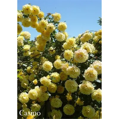 Роза плетистая «Казино» по цене 167 ₽/шт. купить в Кемерове в  интернет-магазине Леруа Мерлен