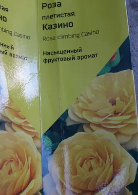 роза, розы, казино, роза плетистая, розы плетистые - Экзотик Флора