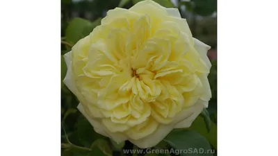 Купить Роза плетистая Казино саженцы почтой в интернет-магазине  Эко-сад24.рф | Фото, описание сорта, цена и характеристики