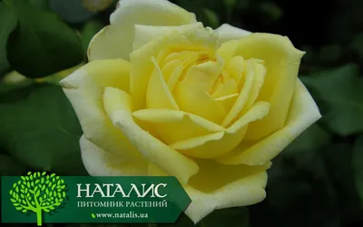 Купить саженцы розы плетистой Казино с доставкой в Москве и Подмосковье