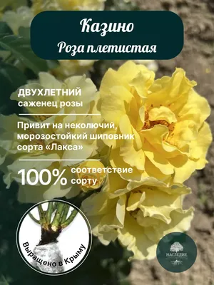 Роза плетистая Казино (Casino) - купить саженцы роз с доставкой по Украине  в магазине Добродар
