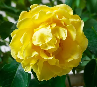Роза плетистая 'Casino' (Казино) - купить в питомнике растений НАТАЛИС
