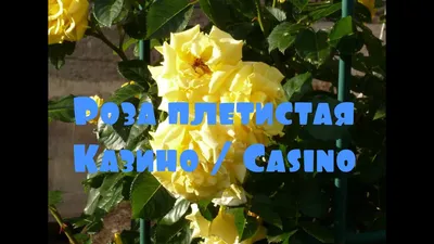 Роза Казино. (Casino) Плетистая купить в интернет-магазине ЦВІТСАД с  доставкой по Украине