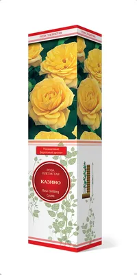 Плетистые розы. Купить саженцы плетистых роз | Дивосад™