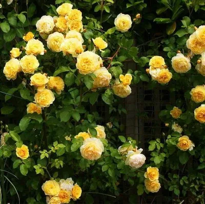 Роза плетистая Казино (Rose Climber Compassion) ОКС весна 2024 — Питомник  Летний сад