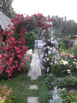 Роза плетистая в ассортименте, купить саженцы оптом и в розницу, с доставкой
