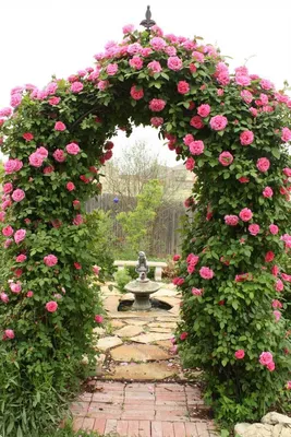 Плетистая роза на арке фото фотографии