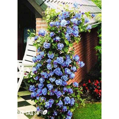 garden roses, плетистые розы в саду, арка с розами в саду, плетистая роза  на даче фото, плетистая роза, плетистая роза в первый год фото, Флористика  на свадьбу Москва