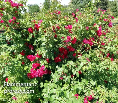 Роза плетистая Ван Лав | Купить саженцы в питомнике Мир Садовод, Крым
