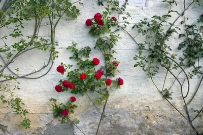 Плетистая роза: посадка и уход в открытом грунте. Опоры для плетистых роз |  HelperLife.ru | Дзен