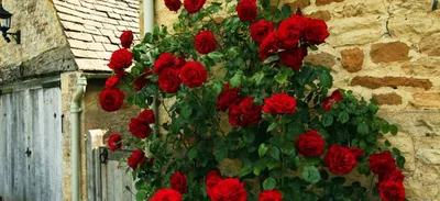 Плетистые розы: посадка и уход в открытом грунте | Интернет-магазин садовых  растений