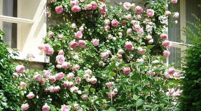 Как посадить плетистую розу весной в открытый грунт: правила посадки и  выращивания | ivd.ru