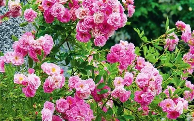 Плетистые розы: сорта, посадка и уход - Рамблер/новости