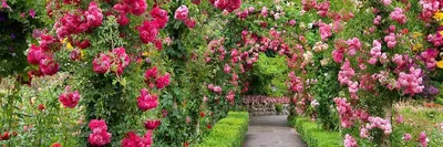 Та самая\" плетистая роза – новости в блоге Садового Центра «Botanic Market»