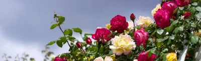 Плетистые розы: посадка и уход в открытом грунте | Интернет-магазин садовых  растений