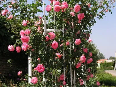 Плетистые Розы: Описание 20 Сортов, Посадка, Уход | 75 Фото | Вьющиеся розы,  Кустарники, Розы