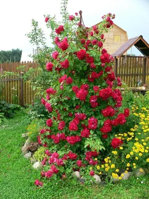 Купить Роза плетистая-клаймбер Алоха — от НПО Сады Росcии с доставкой