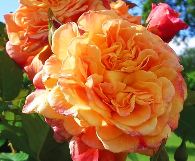Зимостойкие плетистые розы - Agro-Market