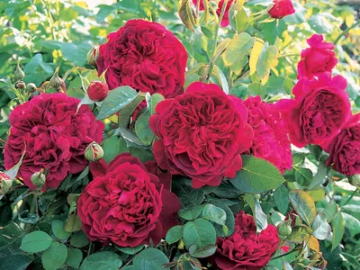 Купить плетистые розы Цена, фото, описание, отзывы. Доставка Киев, Украина плетистые  розы
