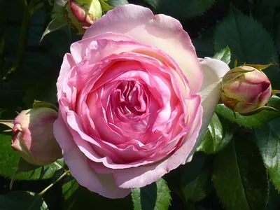 Роза плетистая Компассион, купить саженцы розы плетистой компассион в  Москве в питомнике недорого!