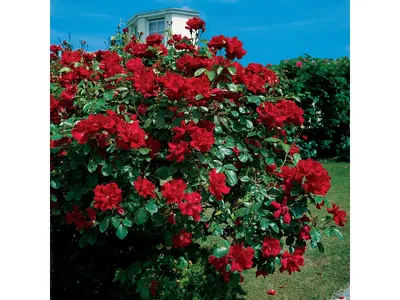 Правильная и своевременная обрезка плетистых роз – залог превосходного  цветения