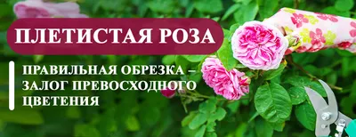 Роза плетистая Хендель: купить в Москве саженцы Rosa Haendel в питомнике  «Медра»