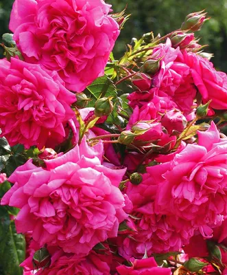 Роза плетистая красная (крупно-цветковая), купить саженцы Розы плетистой  красной (крупно-цветковая) в Москве в питомнике недорого!