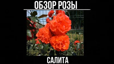 Плетистая роза Салита Кордес Германия Розы в саду - YouTube