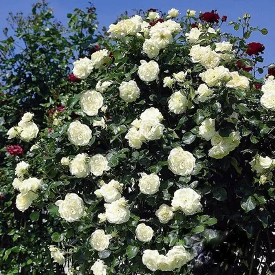 Роза плетистая Schneewalzer (Шнеевальцер) 990 руб. AGRO44733