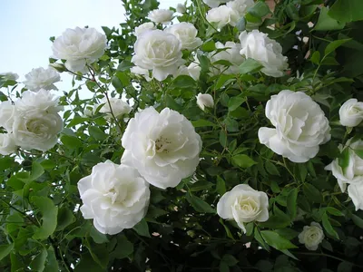 Роза плетистая Шнеевальцер - Зеленый ПоСад