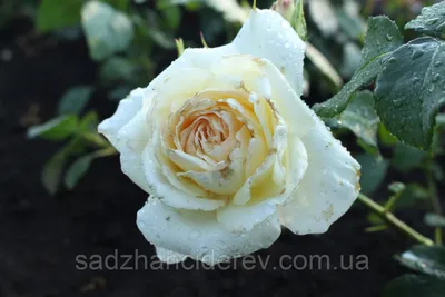 Плетистая роза Schneewalzer (Шнеевальцер) купить в интернет-магазине  ЕCOSHOP24 с доставкой по России