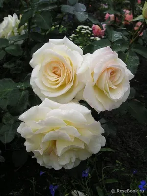 Роза плетистая `Шнеевальцер`, Rosa (Cl) `Schneewalzer` | СадПарад
