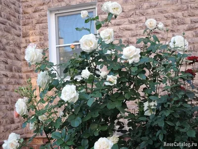 Цветущие, Плетистые Розы: Шнеевальцер, Лавиния, Розариум Ютерсен - YouTube