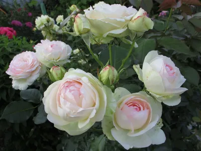 Роза Лавиния Цена 600руб Роза Лавиния плетистая, Тантау У розы крупные,  поникающие кисти средних или крупных розовых цветков очень… | Instagram