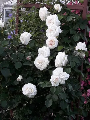 Плетистая роза шнеевальцер фото фотографии