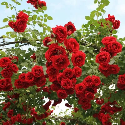 Роза плетистая Симпатия (Sympathy Climbing Rose) Кордес (Kordes) - «Очень  красивая и популярная, но для меня не самая любимая. » | отзывы