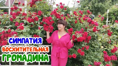 Саженцы розы Симпатия (Sympathie) в Москве цены от 370 руб. , купить  саженцы Симпатия (Sympathie) и другие плетистые розы почтой России! -  КустыРоз.РФ
