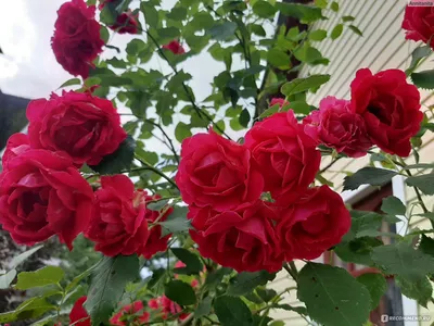 Роза плетистая Sympathie. Симпати. Кордес. - Питомник саженцев и сортовых  растений \"Мир растений\"