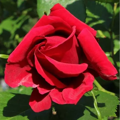 Роза плетистая Симпатия (Sympathy Climbing Rose) Кордес (Kordes) -  «🌹Шикарная роза🌹» | отзывы