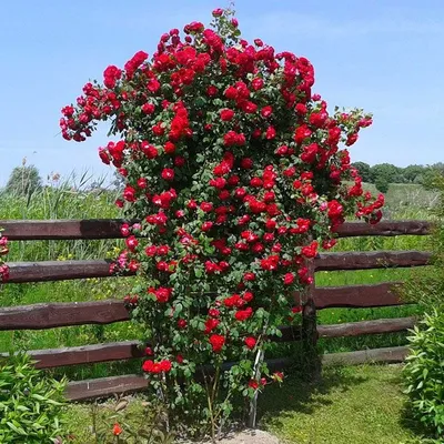 Роза плетистая крупноцветковая (клаймбер) Симпатия 30л, цена в  Санкт-Петербурге от компании Вилла-планта (садовый центр и питомник  растений, ландшафтное бюро)