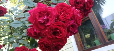 Саженец Роза Симпатия (Rosa Sympathie) купить в Москве по низкой цене из  питомника, доставка почтой по всей России | Интернет-магазин Подворье