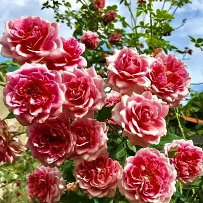 Саженцы плетистых роз Sympathie (Симпатия) в Краснодаре от Natali.Garden  Вьющиеся (плетистые) купить с доставкой по РФ | Питомник Растений и Садовый  Центр Краснодар NataliGarden.ru