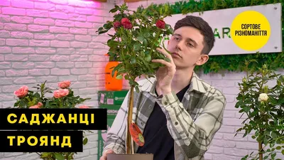 Роза плетистая Симпатия