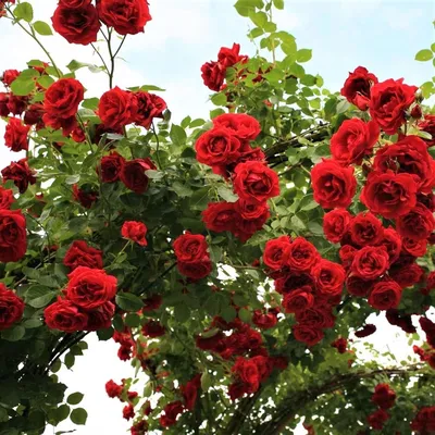 Роза плетистая Симпатия (Sympathy Climbing Rose) Кордес (Kordes) - «Моя  розовая мечта: от одинокого слабого кустика до прекрасного цветущего сада»  | отзывы