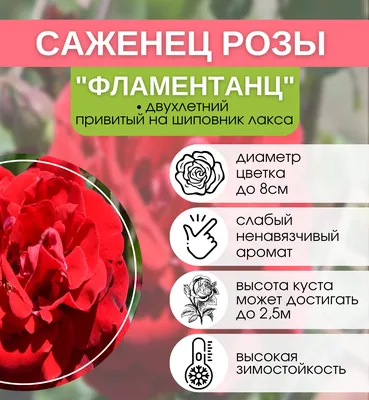 Роза плетистая \"Симпатия\" Sympathie (ID#1456611998), цена: 85 ₴, купить на  Prom.ua