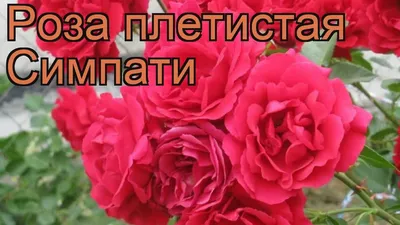 Роза Симпатия - НикСад - Саженцы из Крыма