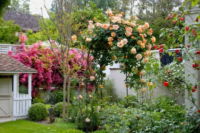 Плетистые розы на даче фото фотографии