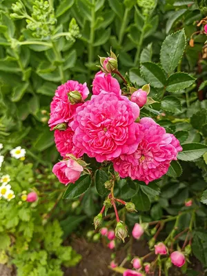 Плетистые розы, подробности посадки и выращивания растения, фото и видео о  сортах и уходе за плетистыми розами.