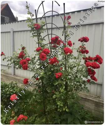 Садовый Мир » Как вырастить розы на дачном участке